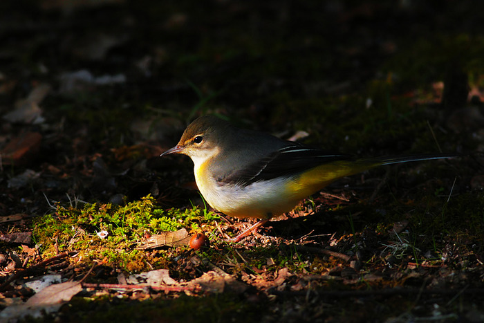 �������쥤��