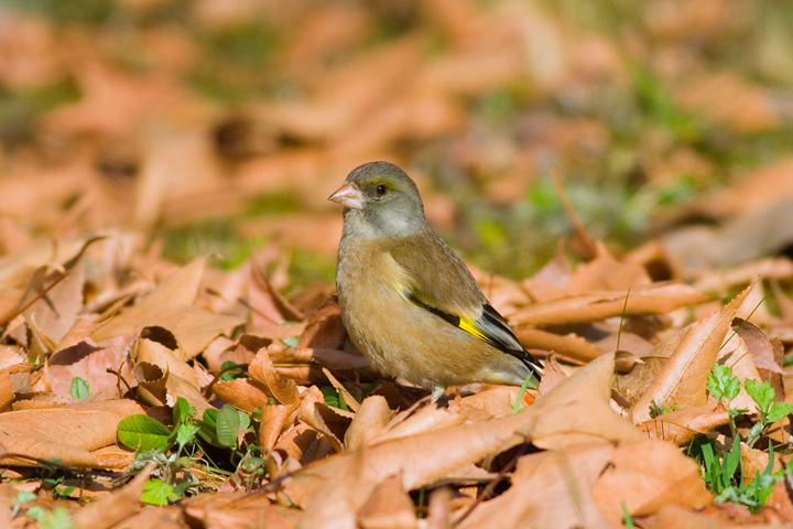 ���參���ҥ