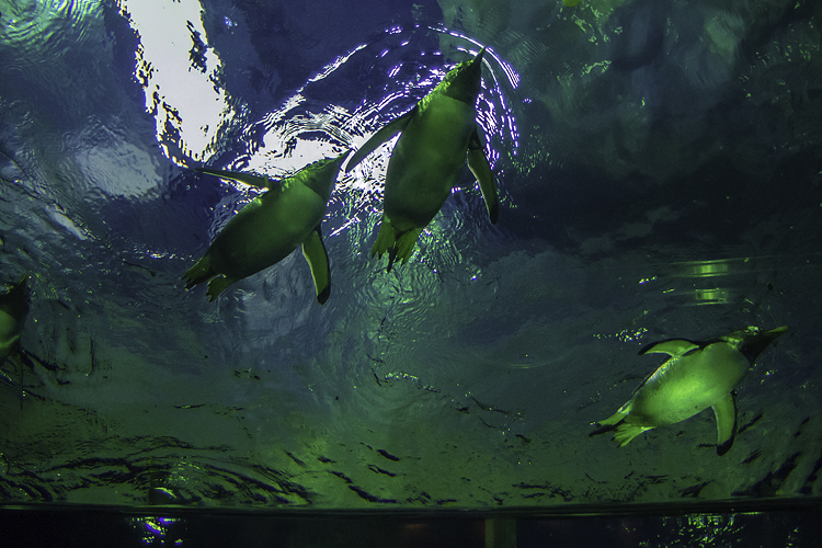 �����ڥ󥮥�IMGP2266-Edit