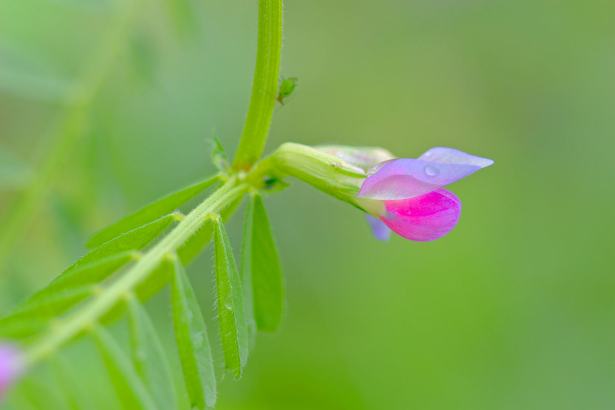 ピーピー豆の花 と カラー 呉のメバル師 ピーピー豆の花 と カラー 呉のメバル師