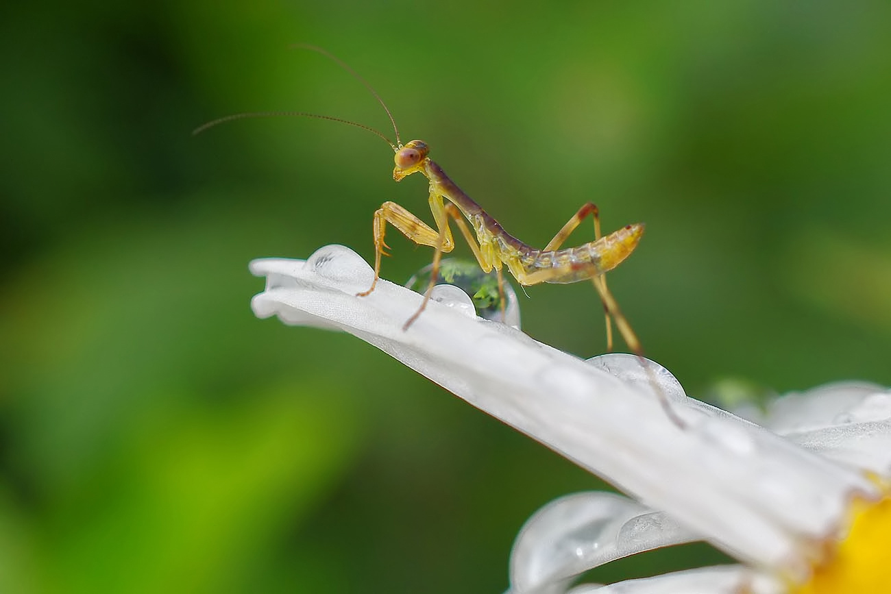 カマキリの赤ちゃん 呉のメバル師