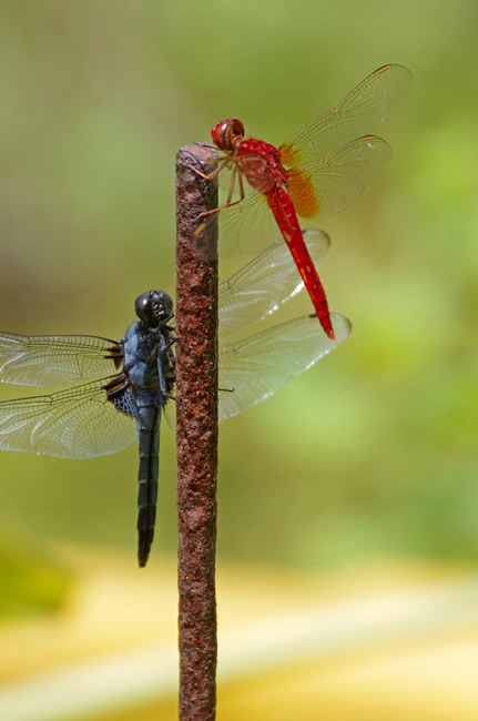 �������祦���祦�ȥ�ܡ�������������ȥ��IMGP6355