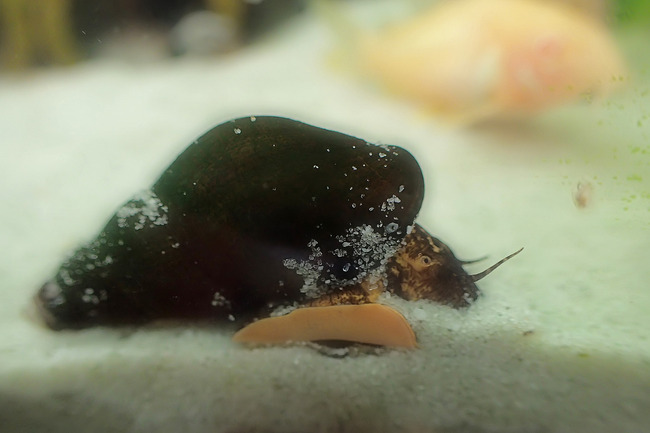��������˥�P2170194_d
