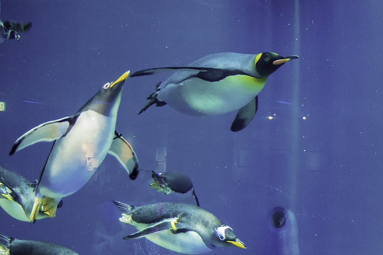 �����ڥ󥮥�IMGP2274-Edit