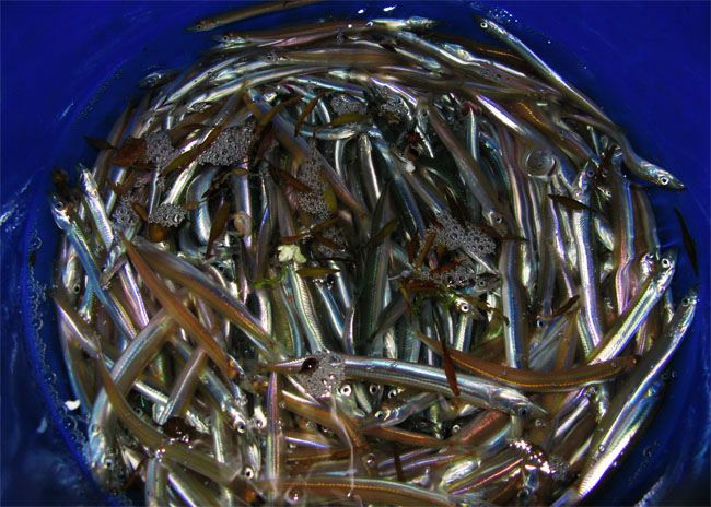 �����ʥ�