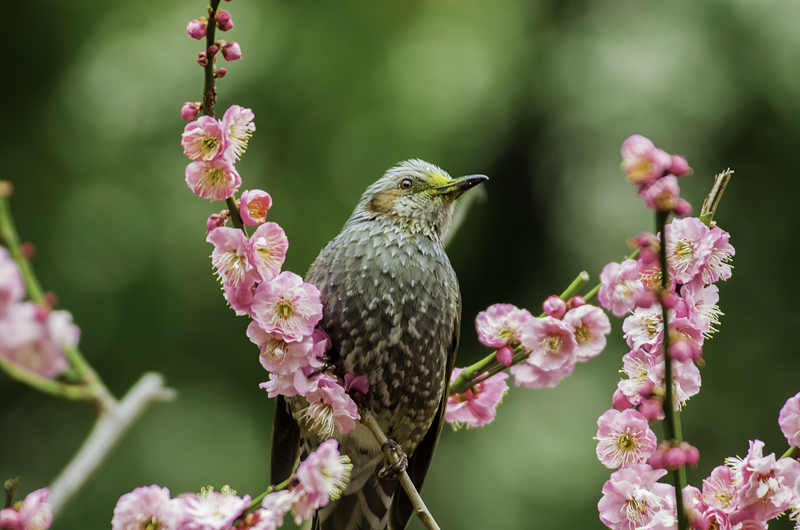 �����ߤȥҥ�ɥ�IMGP9750-Edit
