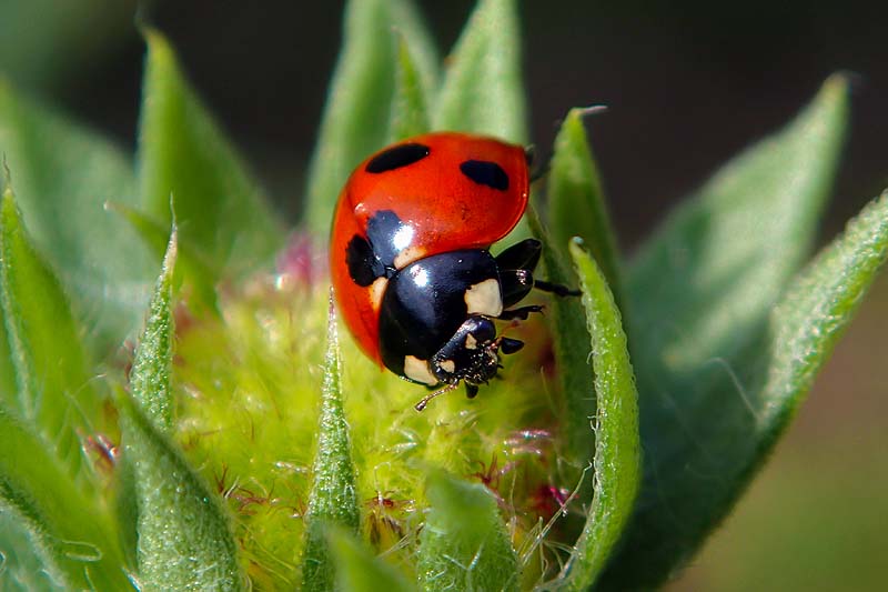 呉のメバル師てんとう虫 （ナナホシテントウ）
