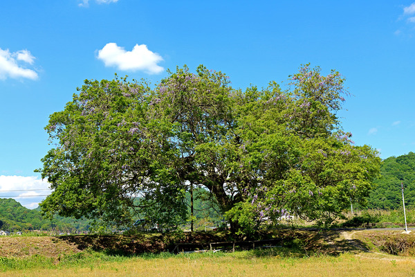 £±£²Æ£¤ÎÌÚIMG_2091