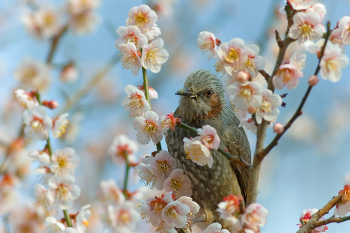 �ҥ�ɥ꣱
