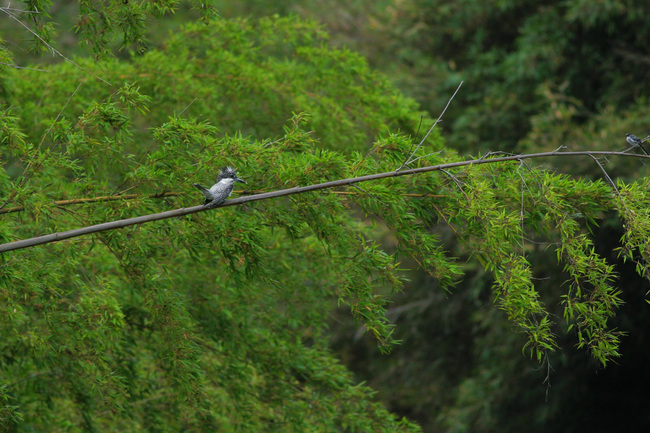 ��ޥ��߱��