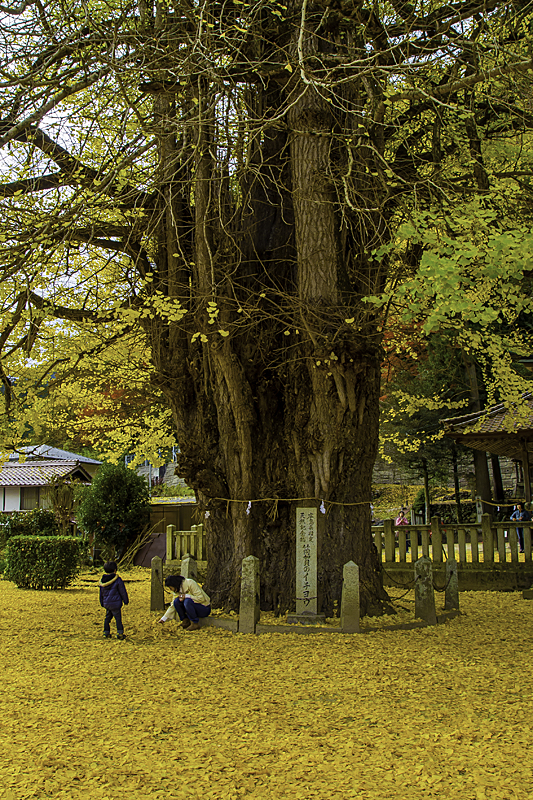 £¸£°Âç¶ä°É¤ÈÊì»ÒIMGP2213-Edit