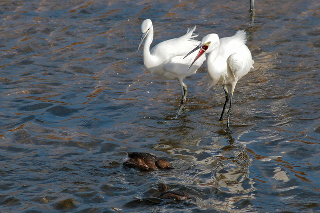 �������ȥ����ĥ֥꣱