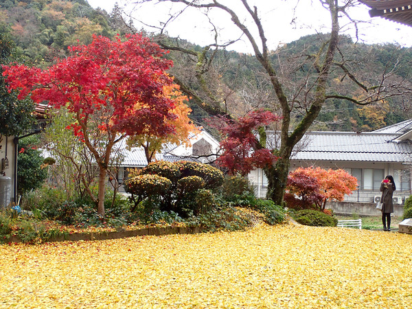 £±£²Ä¹¹¾»û£PB191183