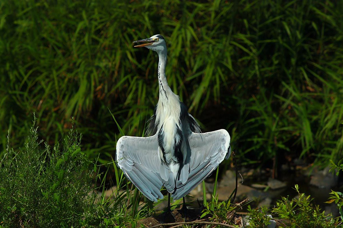 ジュディ オングに なりきり 魅せられて を歌う アオサギ 呉のメバル師