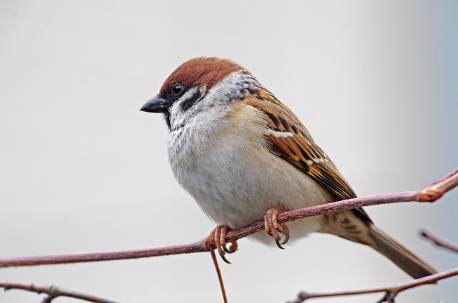 ����������IMGP2644_