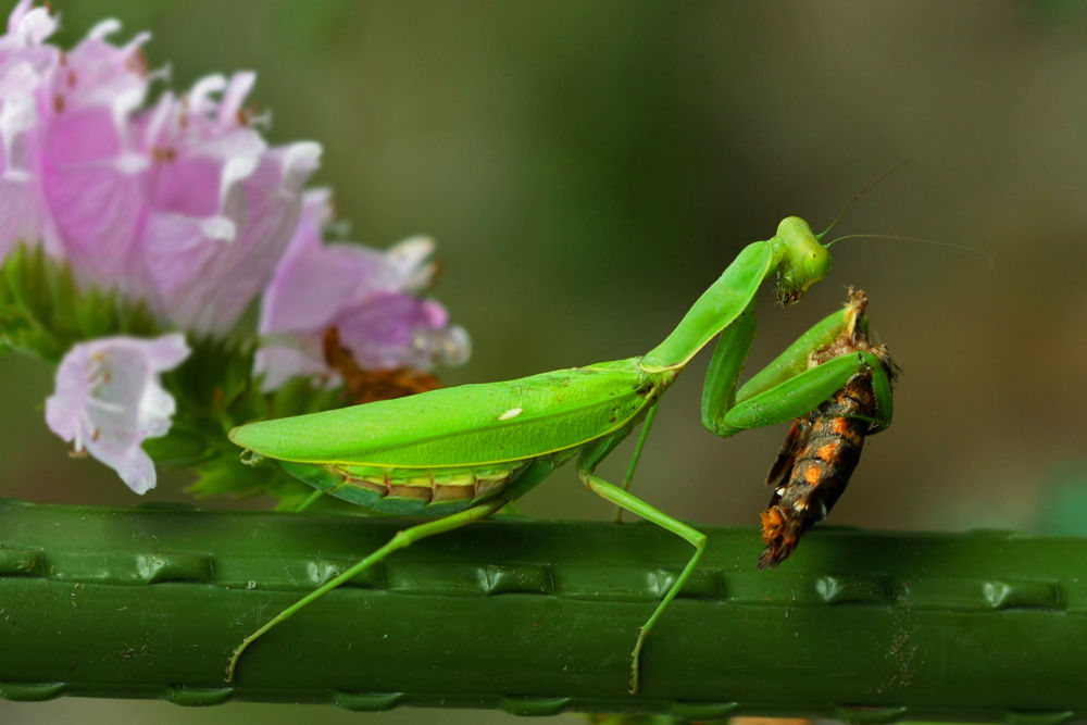 カマキリの食事 呉のメバル師