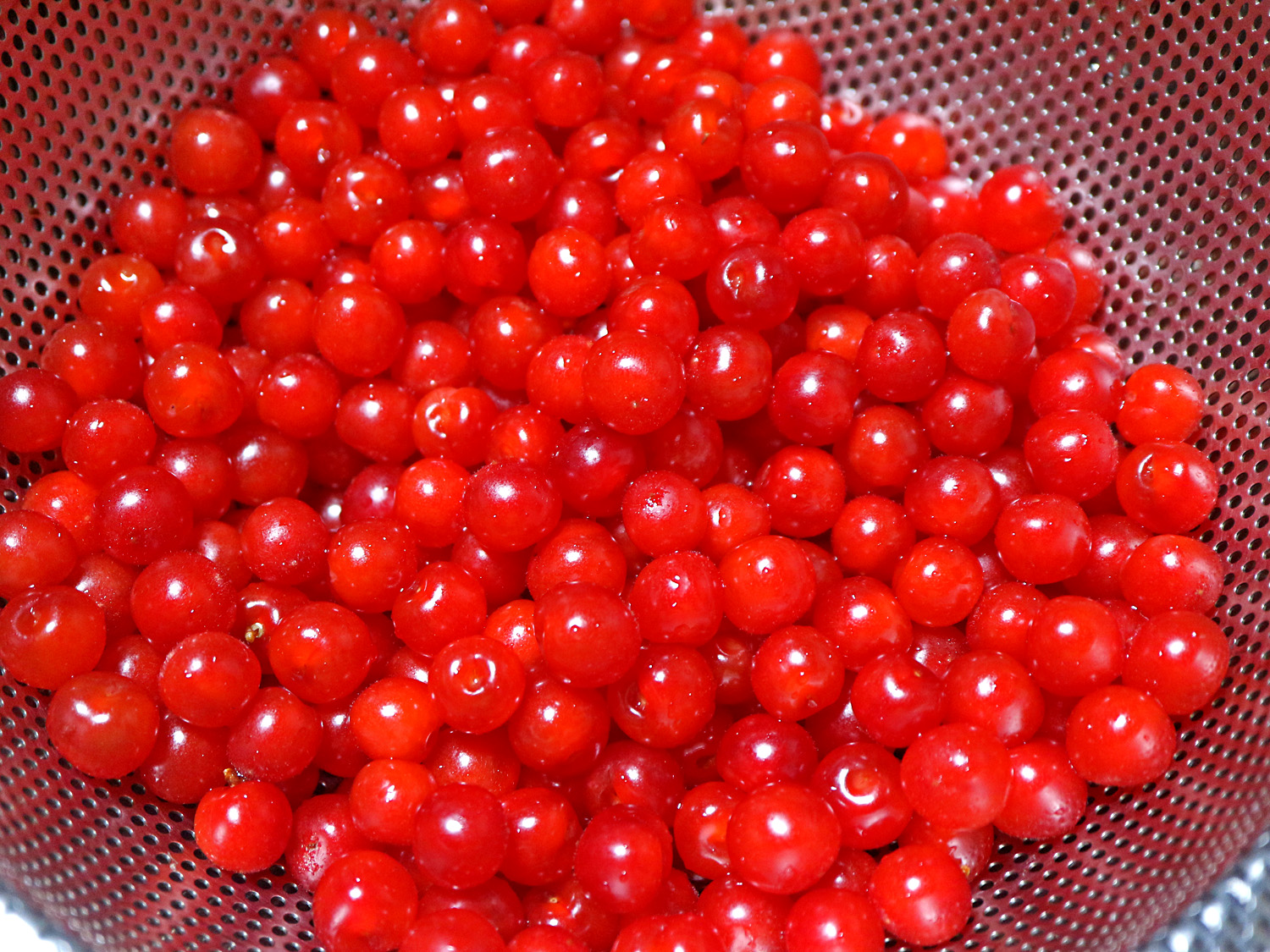 ユスラウメ で 果実酒 呉のメバル師