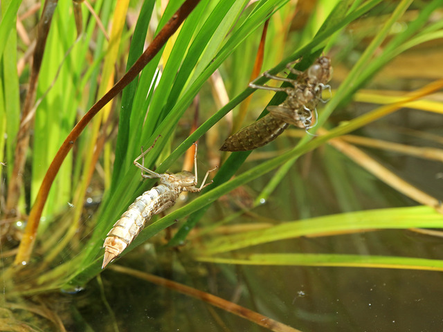 �����䥴��IMG_3634