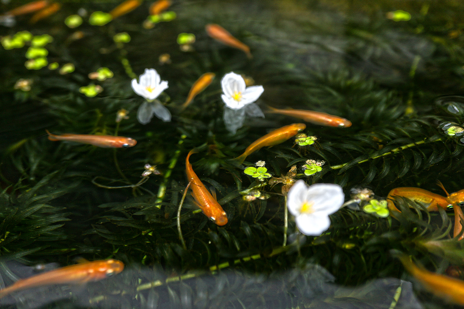 メダカと アナカリスの花 呉のメバル師