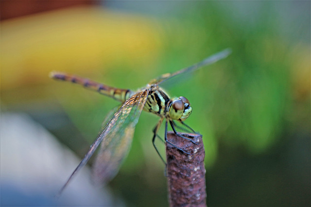 �����ҥᥢ���ͭ�IMG_1612 (2)