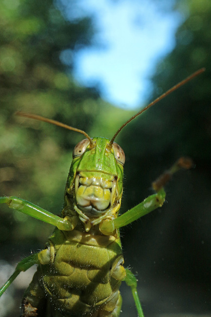 �����ȥΥ��ޥХå�IMG_7110