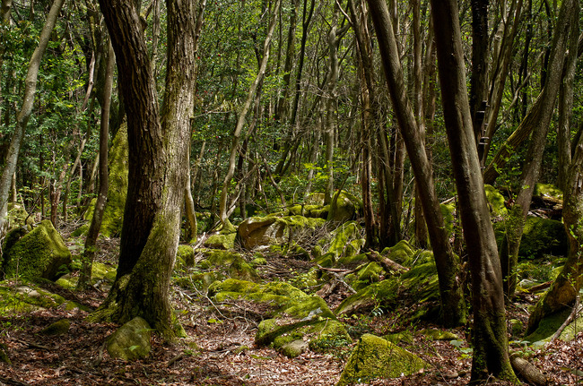 �������ޤ�����IMGP8465