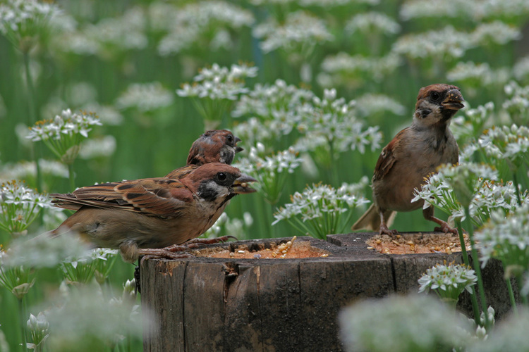 �����ގң�ɤ