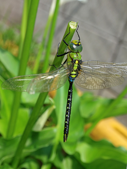 クロスジギンヤンマ ヤゴの抜け殻 : 呉のメバル師