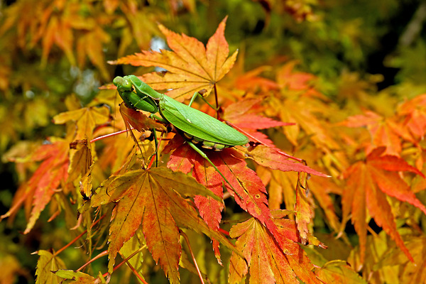 �������ޥ���IMG_6526