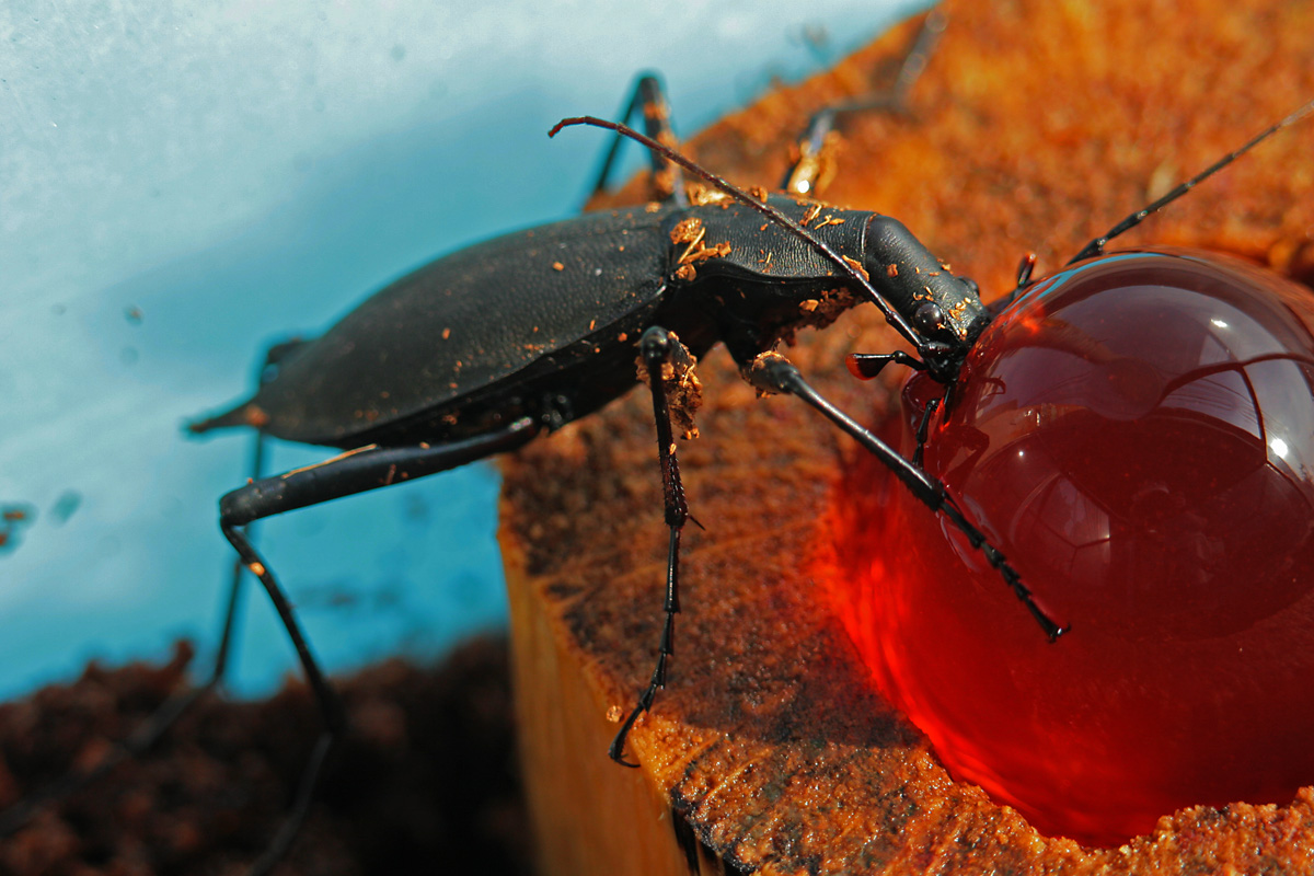 マイマイカブリ の 飼育 : 呉のメバル師