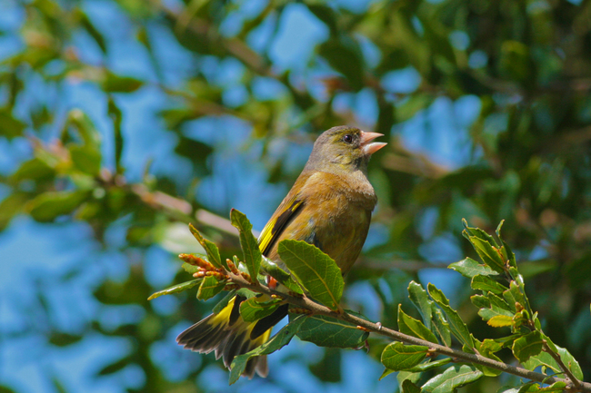 �����ҥ�