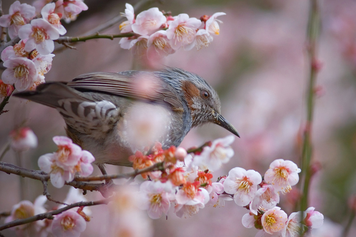 �ҥ�ɥꣳ