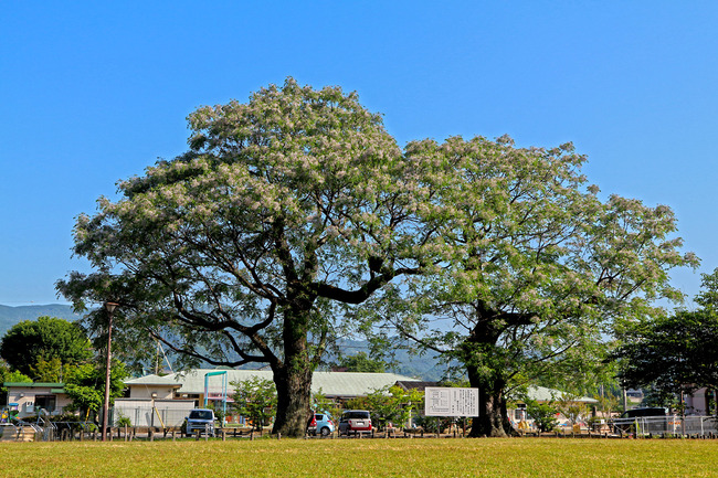 £±£²¥»¥ó¥À¥ó¤ÎÌÚIMG_5212