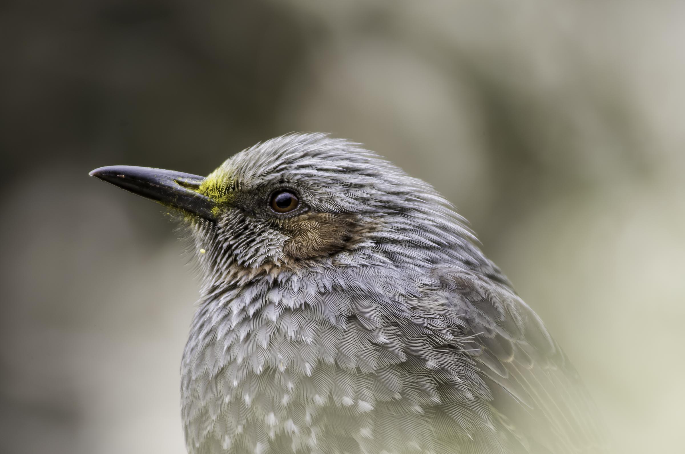 �������ҥ�ɥ�IMGP9786-Edit-2