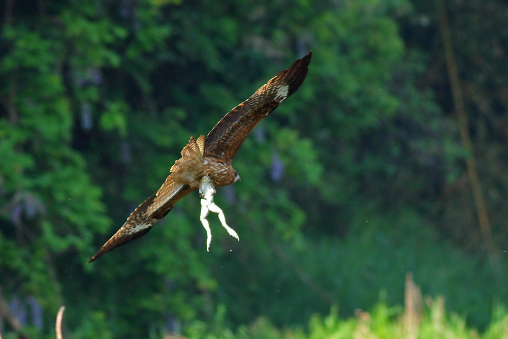 トンビが くるりと 呉のメバル師