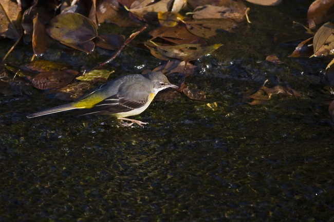 �������쥤
