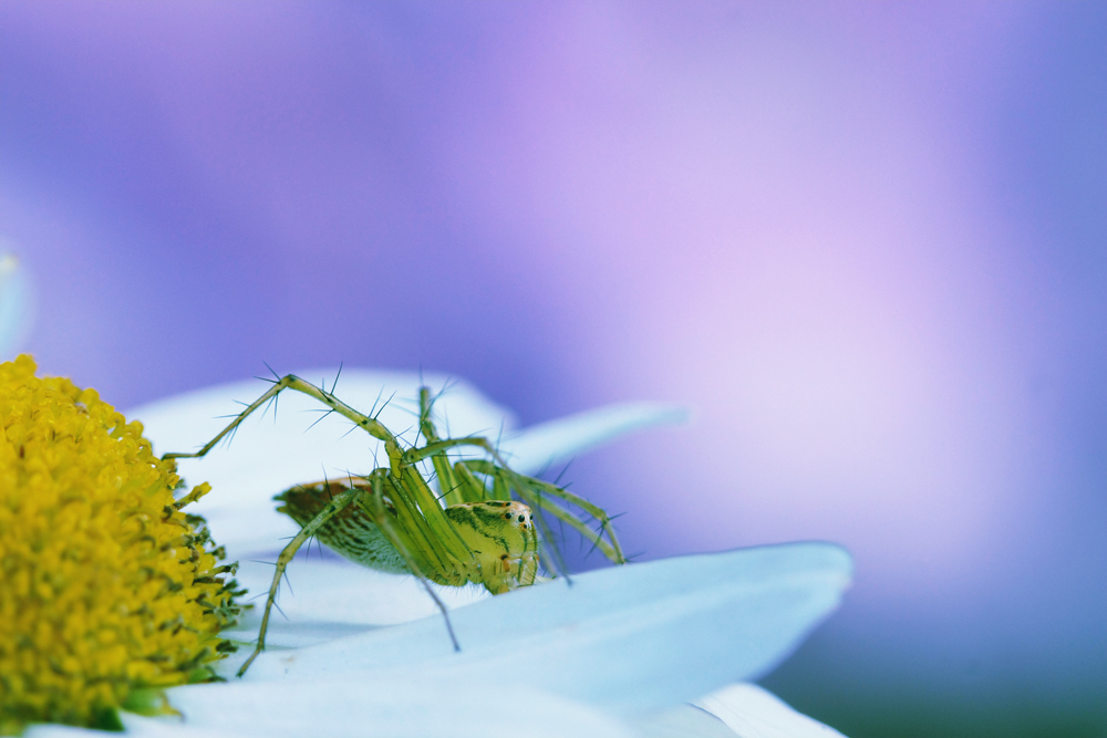 ササグモ と 紫陽花 呉のメバル師 ササグモ と 紫陽花 呉のメバル師