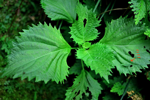 ��������IMG_8234