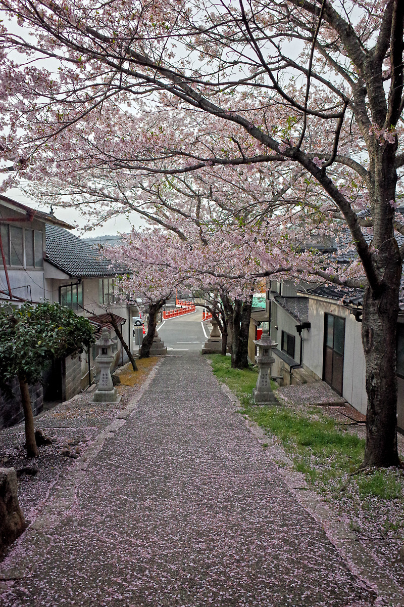 今高野山 世羅 桜吹雪の後 呉のメバル師