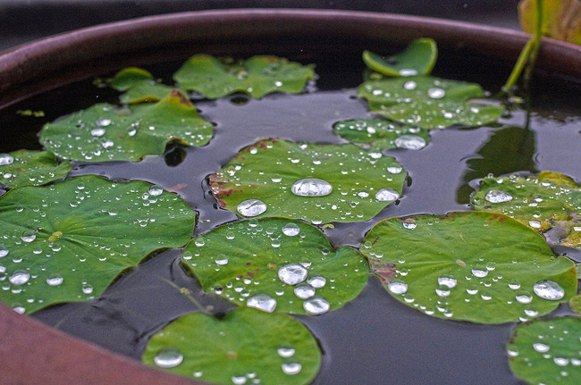 £±£µ±«Î³IMGP8994