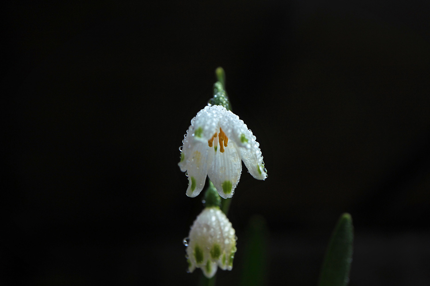 スノーフレーク 呉のメバル師