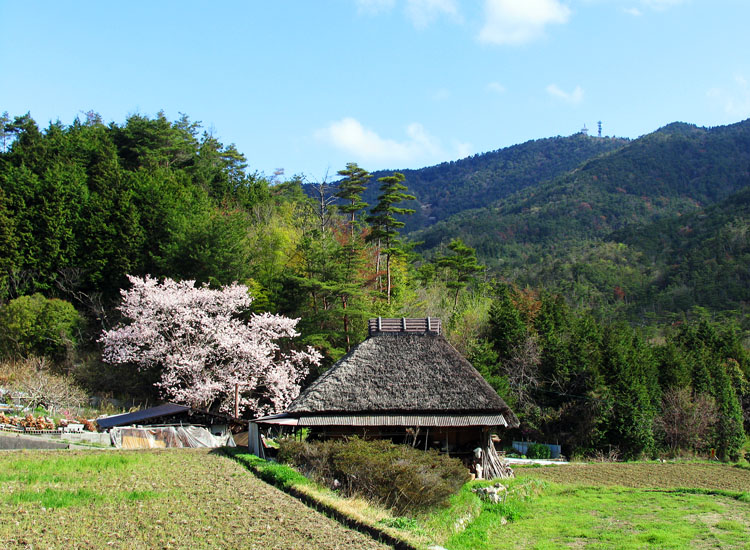 藁葺き屋根と遅咲き桜