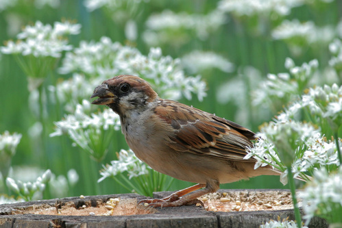 ��ũ������