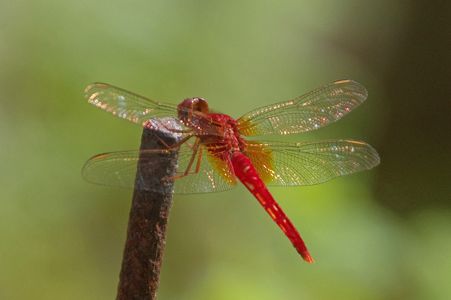 ���祦���祦�ȥ�ܡ�IMGP6293