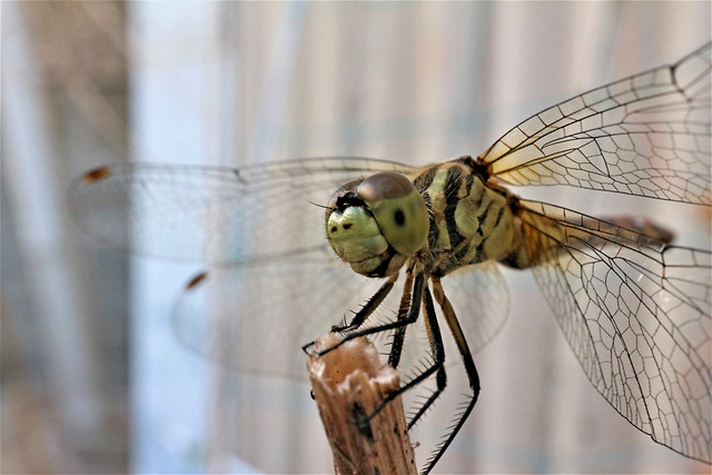 �����ҥᤢ���͡�IMG_1636 (2)