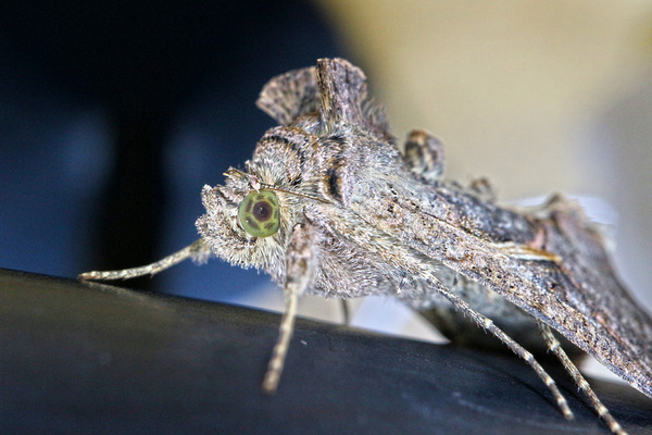 ������IMG_6387