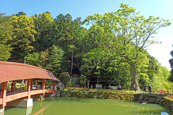 £±£²¤È¤Á¤ÎÌÚP5040985