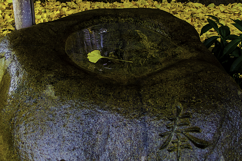 £¸£°¶ä°É°ìËçIMGP2205-Edit