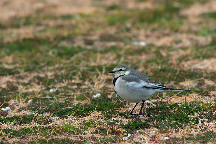 �ϥ������쥤