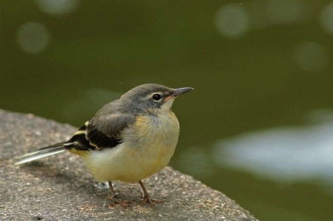 �������쥤��Ļ